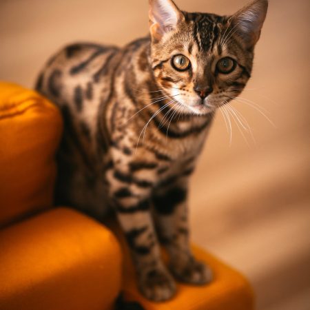 Bengalí