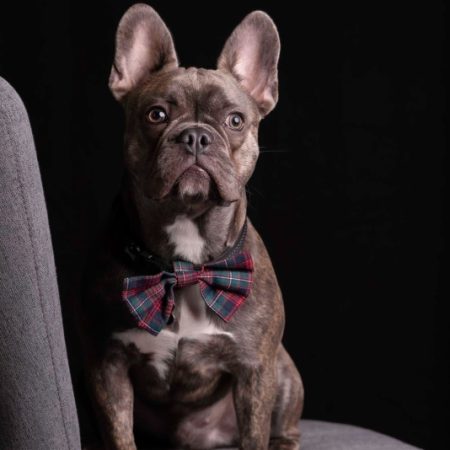 Bulldog Francés