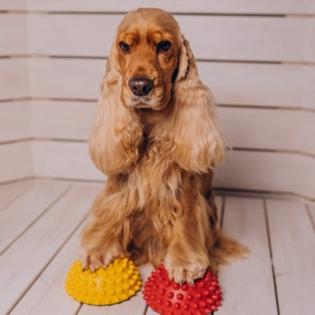 Cocker Spanie