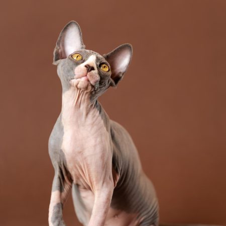 Esfinge