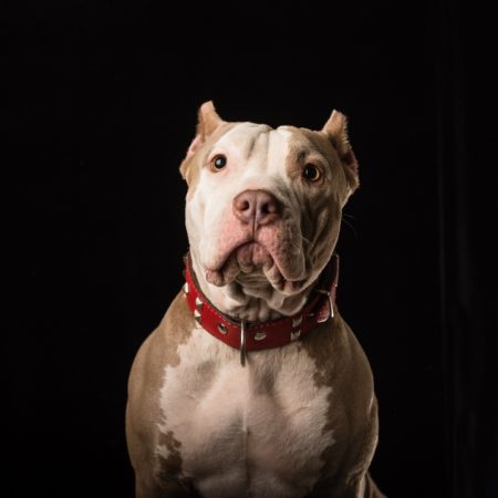 Pitbull