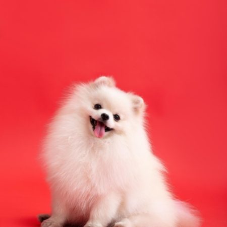 Pomerania