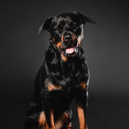 Rottweiler