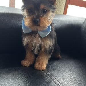 9CE88CCC-6784-4917-A292-D2029F5C26DB