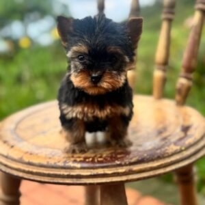 fc5a5584-8b3e-4368-a355-e516060024f0