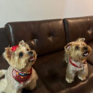 Imagen de WhatsApp 2025-11-29 a las 20.10.00_32d01fd9