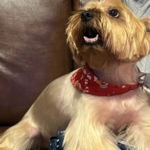 Imagen de WhatsApp 2025-11-29 a las 20.10.41_1db70130