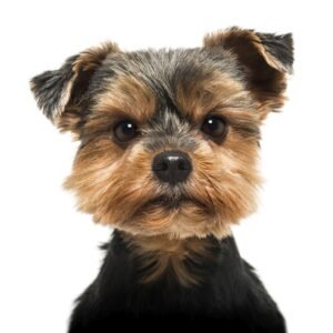Close-up of a Yorkshire Terrier looking severly at the camera, 6 years old, isolated on white