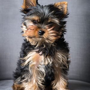 puppy of yorkshire terrier sitting on the armchair