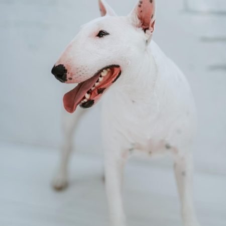 Bull Terrier