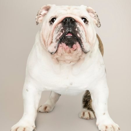 Bulldog Ingle
