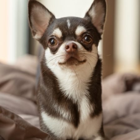 Chihuahua