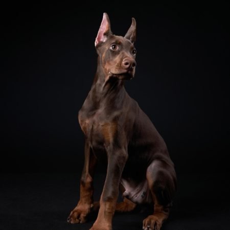 Doberman