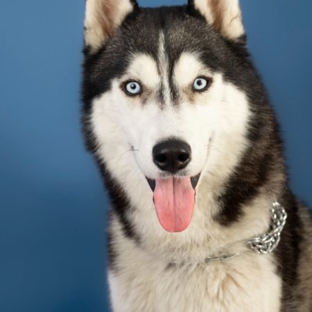 Husky