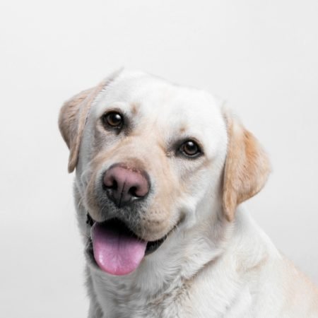 Labrador