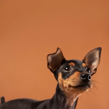 Pinscher
