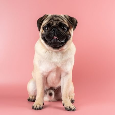 Pug