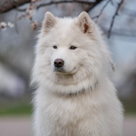 Samoyedo