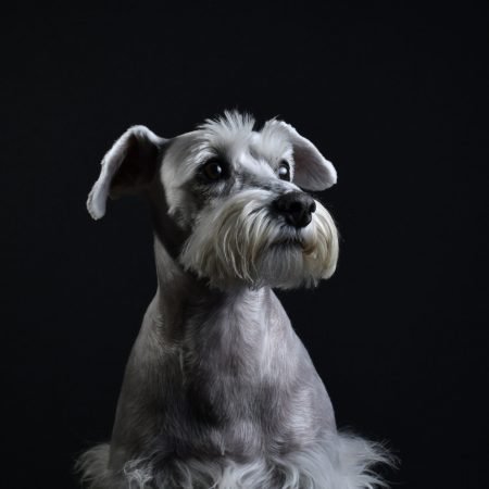 A shot of a white funny Miniature Schnauzer dog