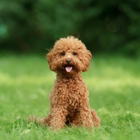miniature-poodle-900x900-crop